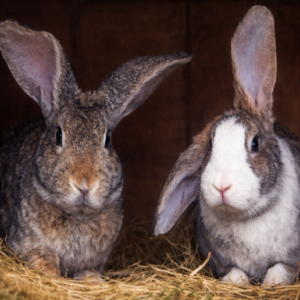 Lapin géant