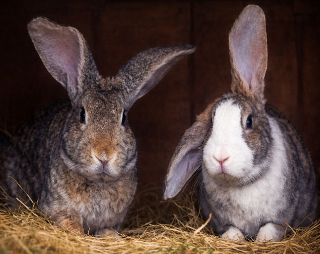 Lapin géant