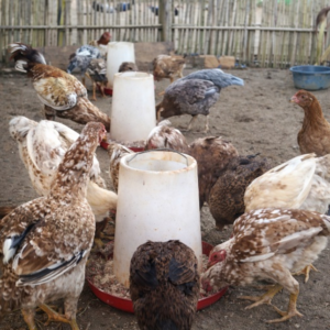 Poulet gasy