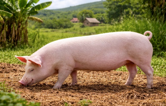 Viande de porc