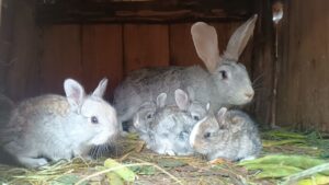 Elevage de lapin